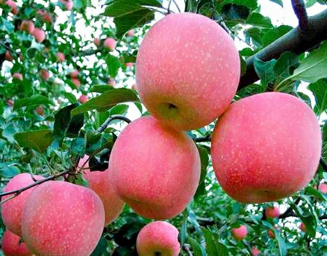 嘎啦蘋果圖片/嘎啦蘋果樣板圖 (3)