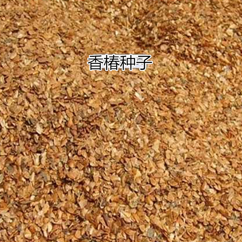 香椿種子圖片/香椿種子樣板圖 (1)