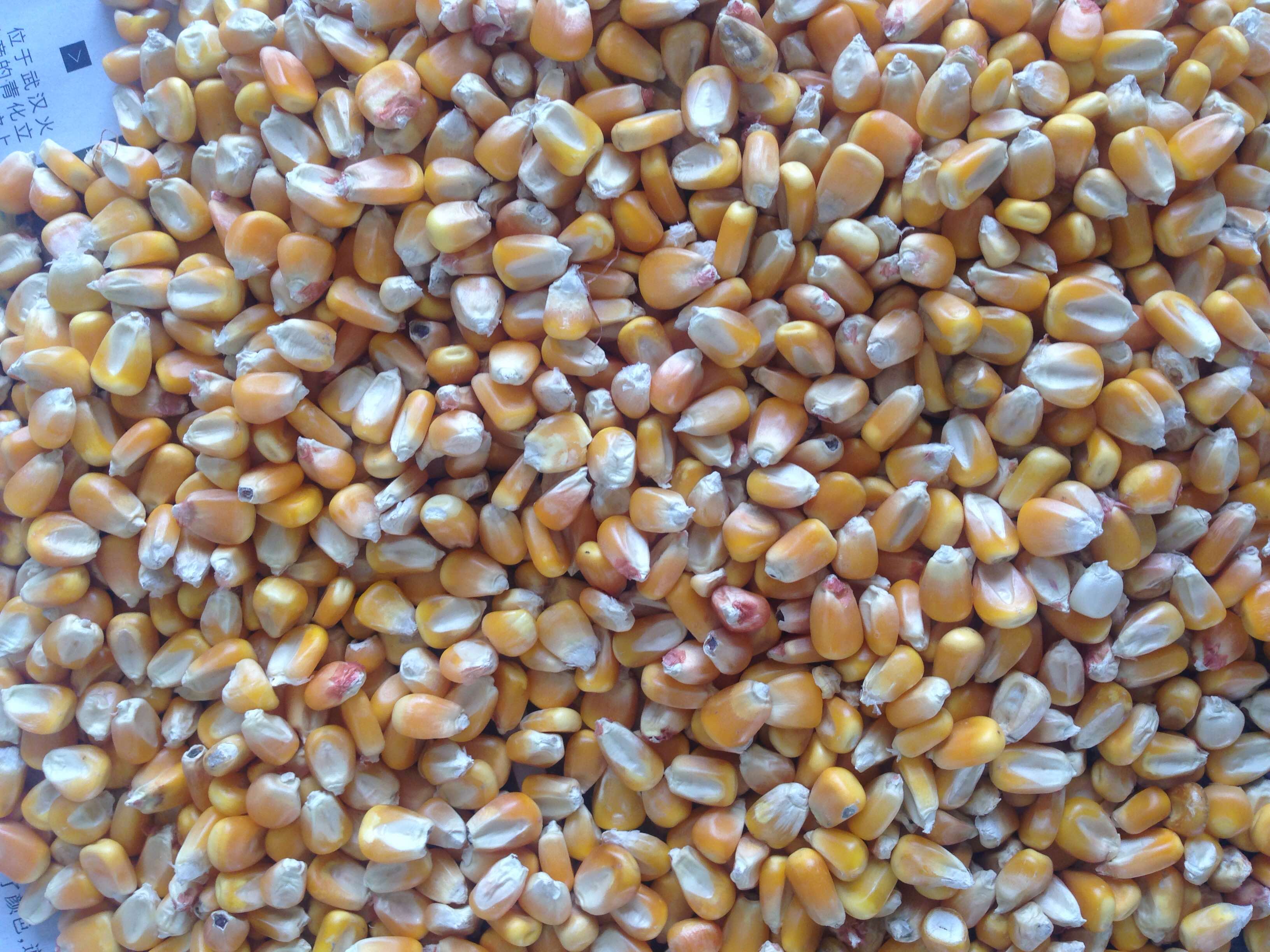 求購(gòu)玉米 求購(gòu)玉米小麥