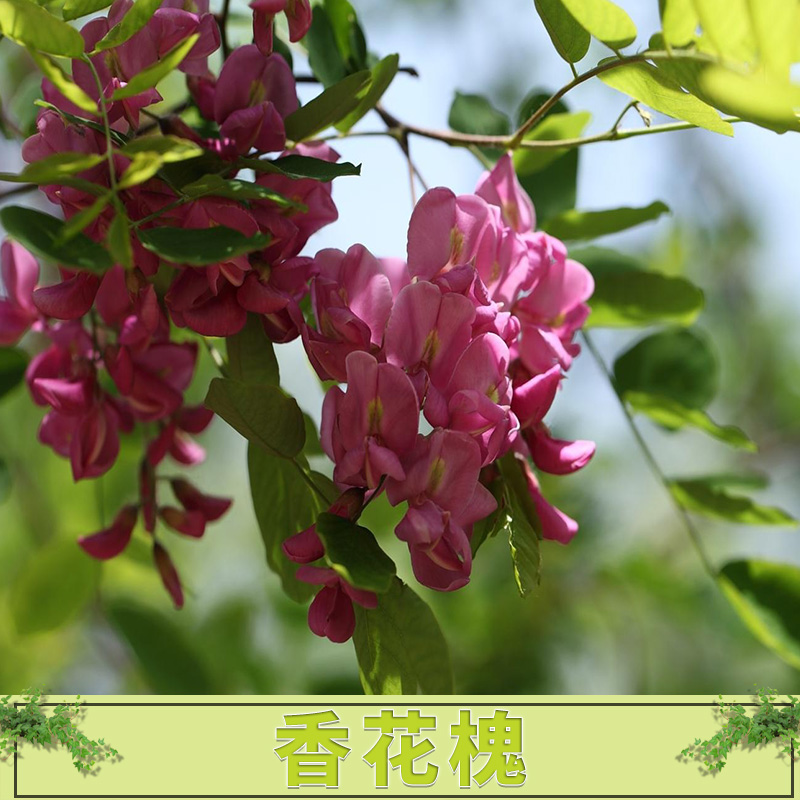 香花槐种植基地、产地直供、批发、价格【博野县凯辉苗圃场】图片