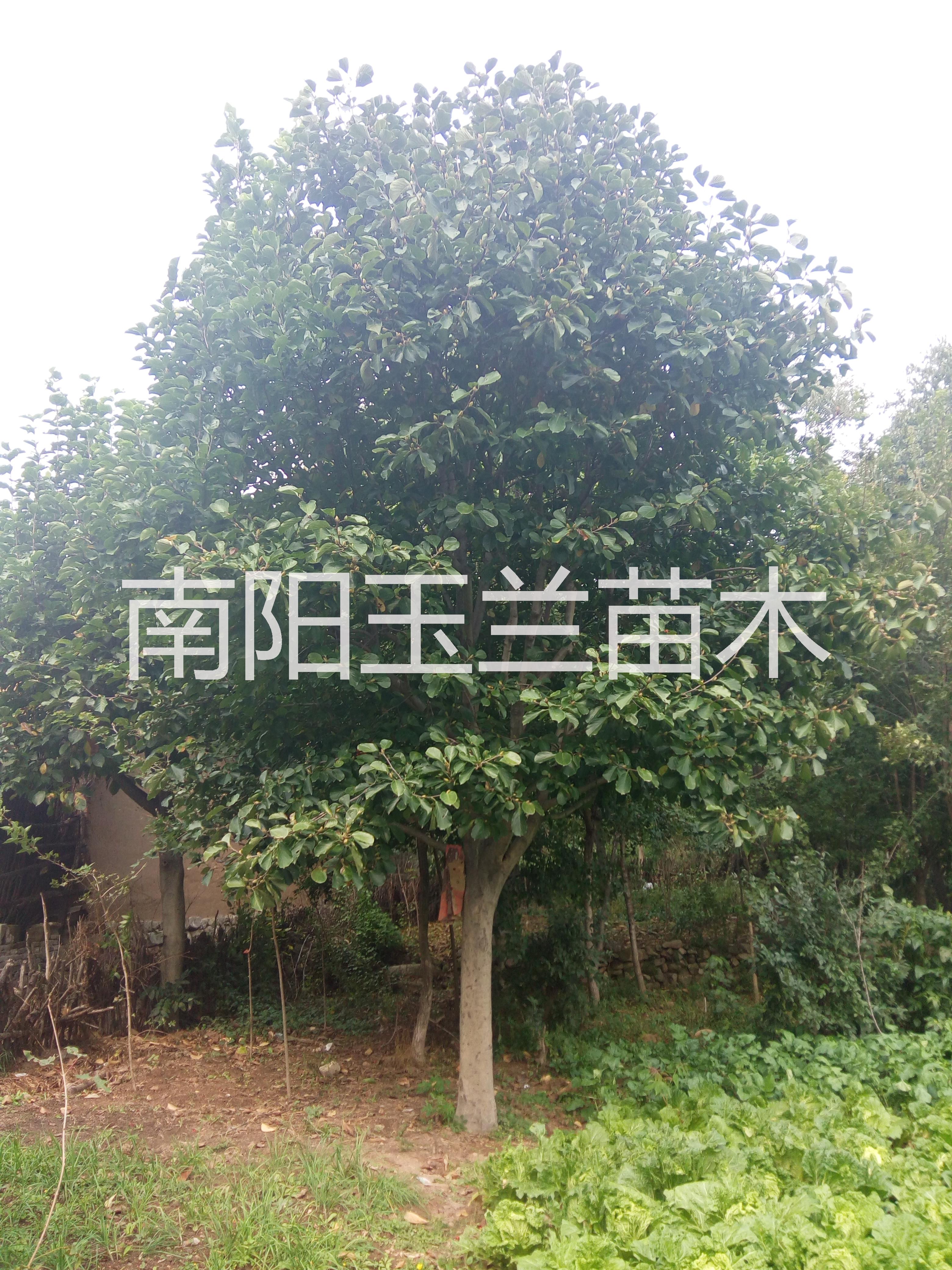 廣玉蘭苗木圖片/廣玉蘭苗木樣板圖 (3)