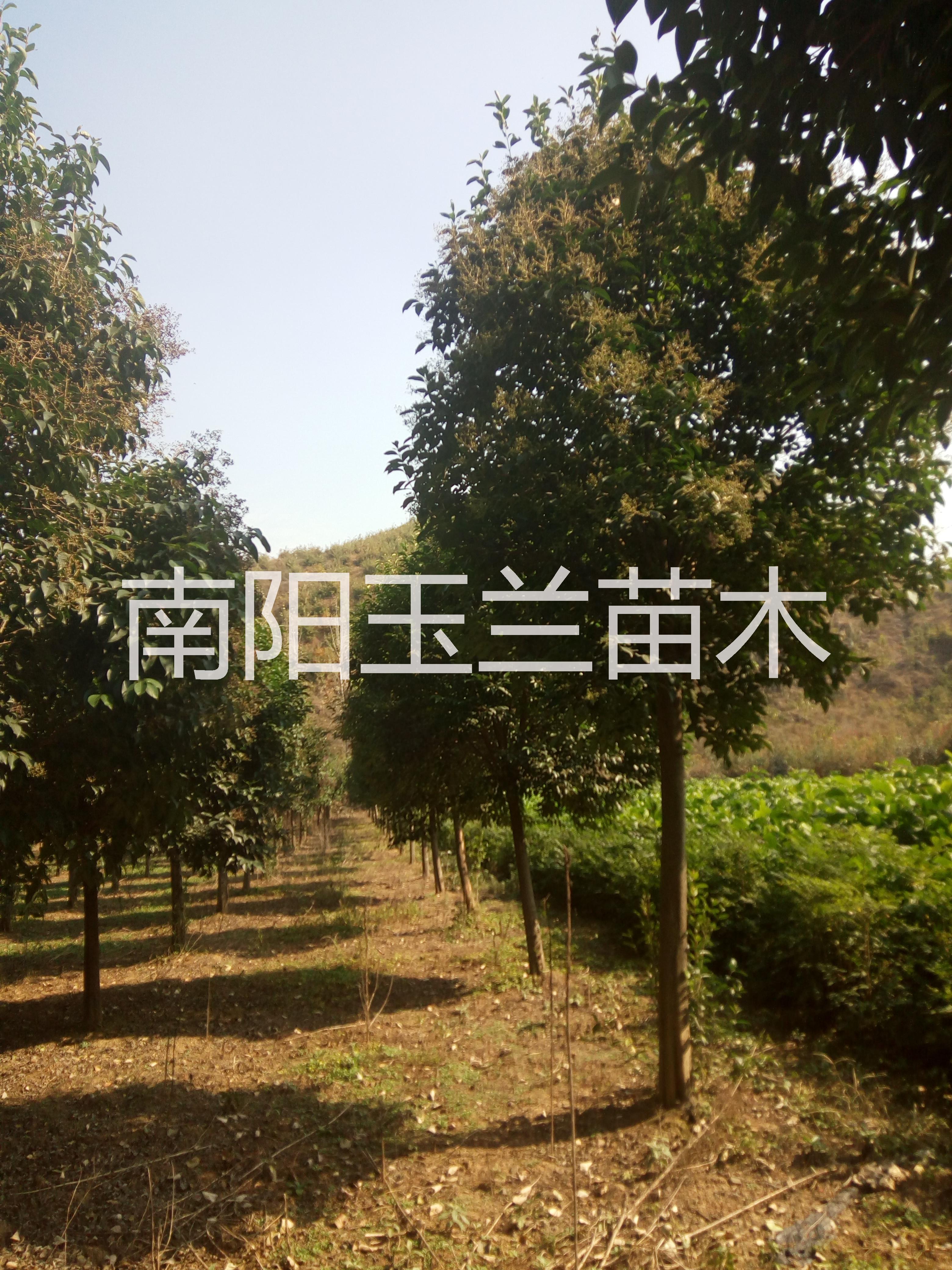 廣玉蘭苗木圖片/廣玉蘭苗木樣板圖 (2)