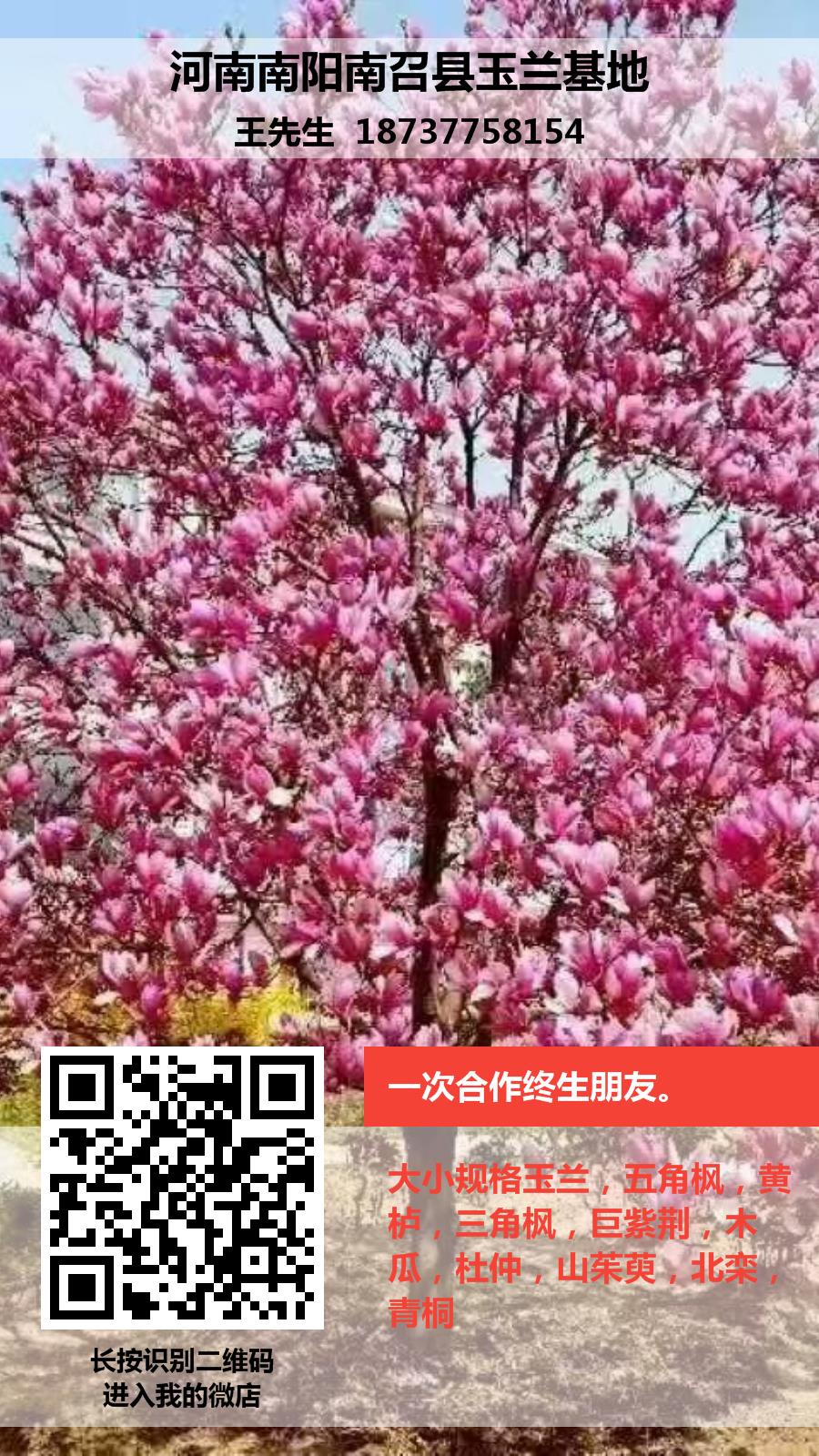 南阳桂花树 南阳桂花树南阳金桂批发 南阳桂花树苗基地大量出售成苗图片