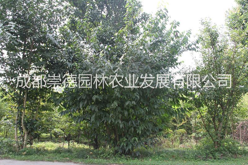 臘梅圖片/臘梅樣板圖 (4)