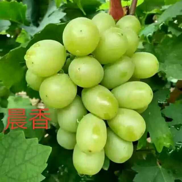 葡萄苗圖片/葡萄苗樣板圖 (1)