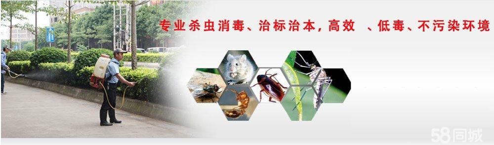 白蟻滅治圖片/白蟻滅治樣板圖 (4)