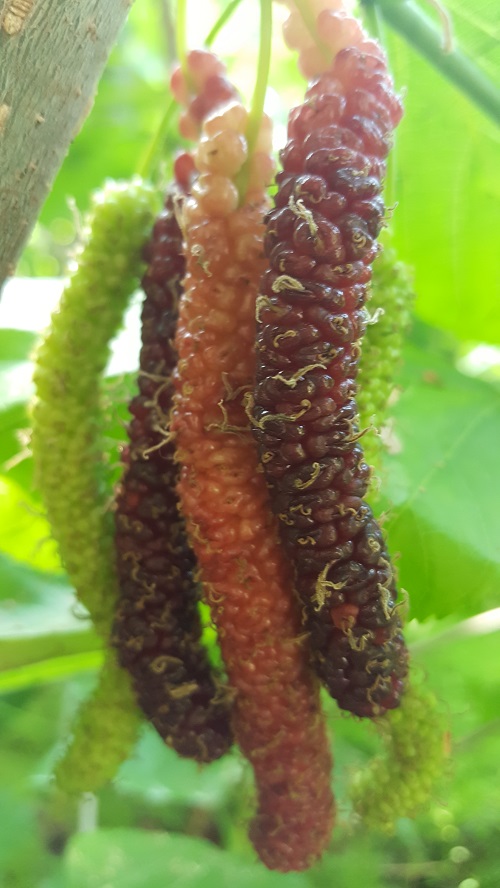 果桑新品種圖片/果桑新品種樣板圖 (4)