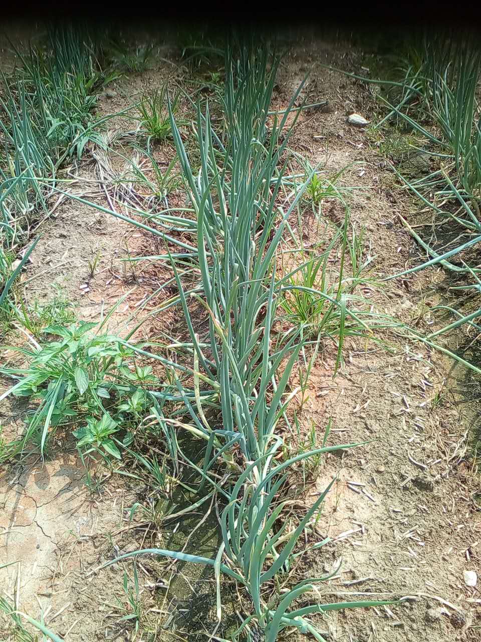 江蘇大蔥銷售   蔥種植銷售批發(fā)