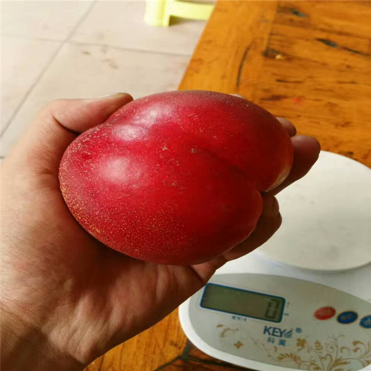 桃樹(shù)苗圖片/桃樹(shù)苗樣板圖 (1)