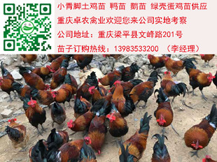 重慶香雞苗批發(fā)價格　求購*本地土雞苗養(yǎng)殖行情 香雞苗　土雞苗