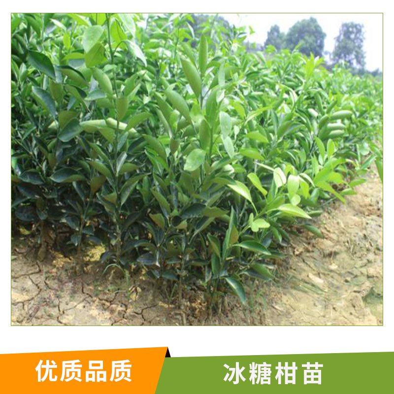 湖南 冰糖柑苗圖片/湖南 冰糖柑苗樣板圖 (3)