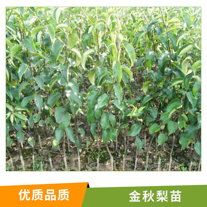 湖南 金秋梨苗圖片/湖南 金秋梨苗樣板圖 (3)