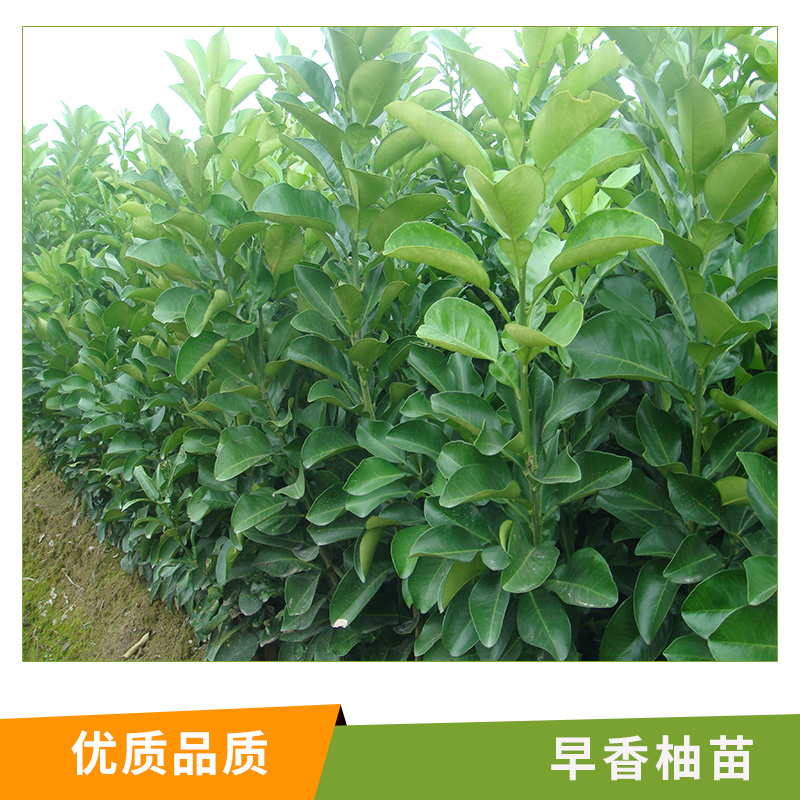 湖南 早香柚苗基地批發(fā) 嫁接柚子樹 龍都早香柚 批發(fā)葡萄柚 地栽三紅蜜柚苗