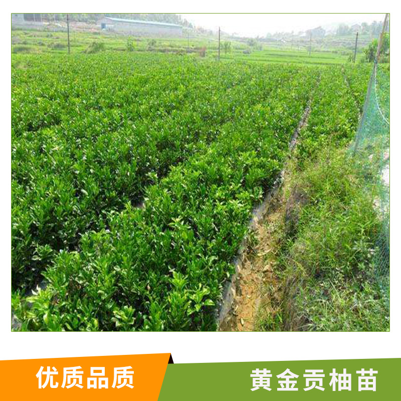 黃金貢柚苗直銷圖片