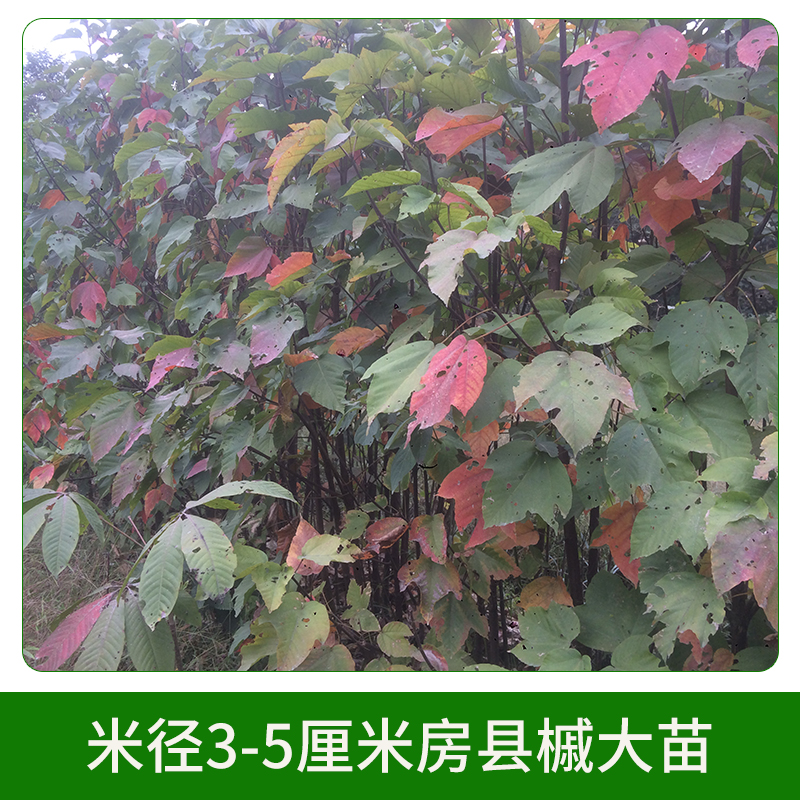 米徑3-5厘米房縣槭大苗圖片/米徑3-5厘米房縣槭大苗樣板圖 (2)
