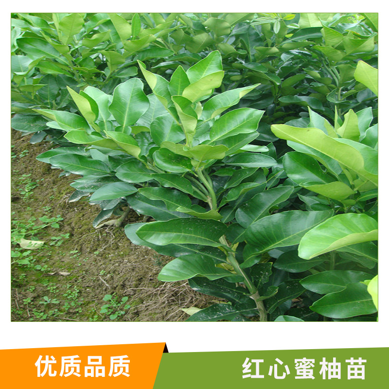 湖南 紅心蜜柚苗批發(fā) 南方果樹苗 蜜柚苗 掛果多 易管理 量大優(yōu)惠