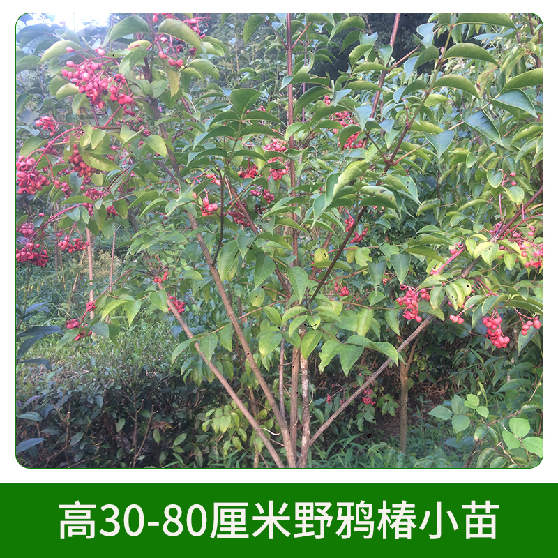 高30-80厘米野鴉椿小苗圖片/高30-80厘米野鴉椿小苗樣板圖 (3)