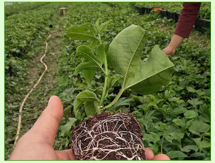 廣西黃金百香果苗種植，廣西黃金百香果苗批發(fā)，廣西黃金百香果苗價(jià)格