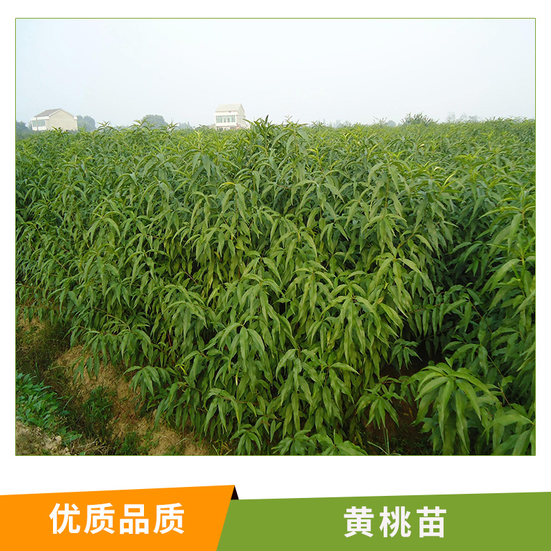 湖南 黃桃苗圖片/湖南 黃桃苗樣板圖 (4)