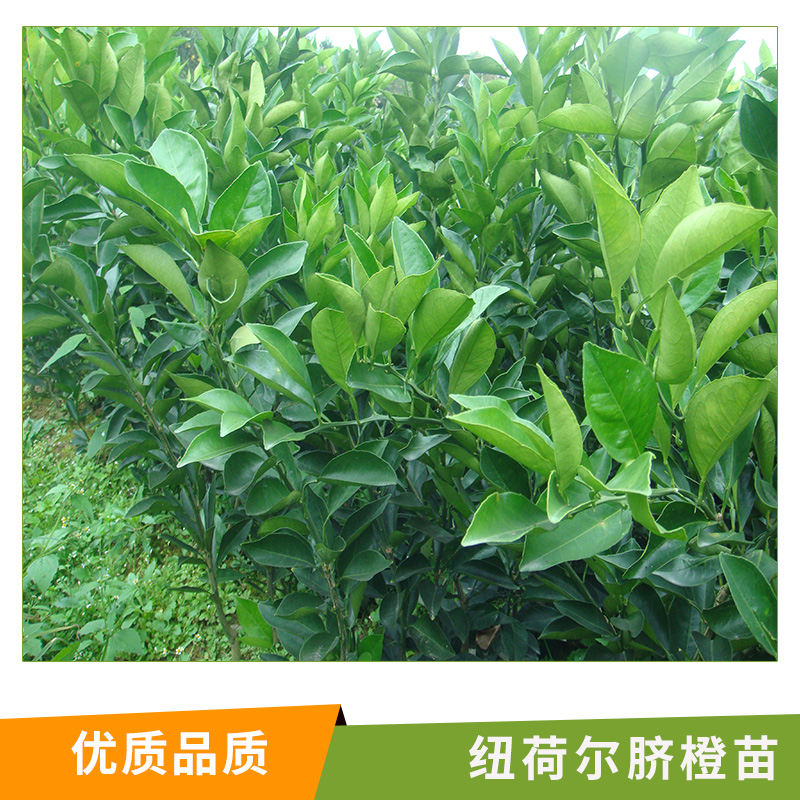 臍橙苗圖片/臍橙苗樣板圖 (4)