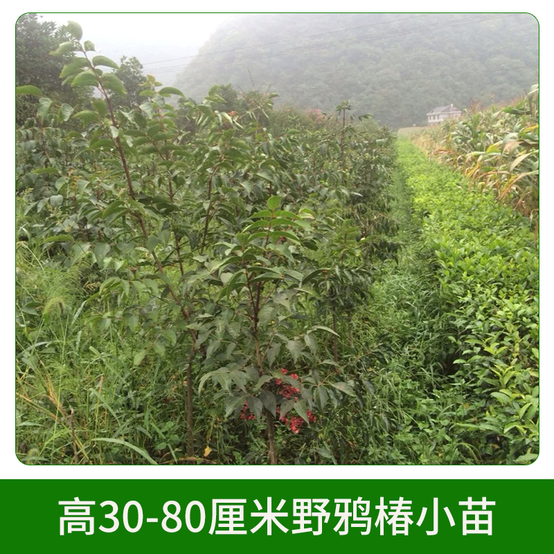 高30-80厘米野鴉椿小苗圖片/高30-80厘米野鴉椿小苗樣板圖 (1)