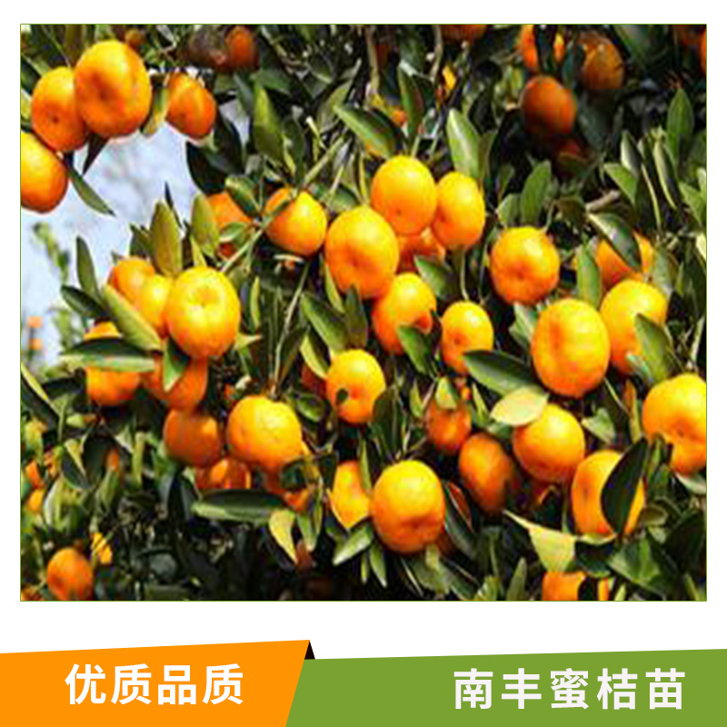南豐蜜桔苗圖片/南豐蜜桔苗樣板圖 (1)