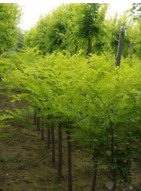 金葉槐圖片/金葉槐樣板圖 (4)