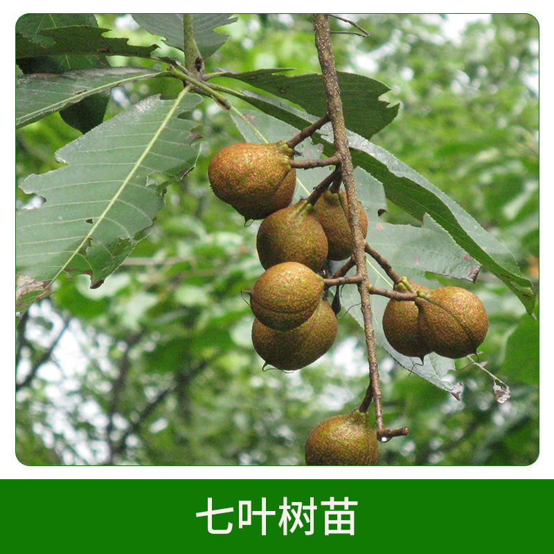 七葉樹(shù)苗直銷(xiāo) 行道綠化苗 工程苗綠化苗 七葉樹(shù)苗 歡迎來(lái)電咨詢(xún)