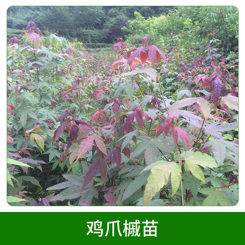 雞爪槭苗圖片/雞爪槭苗樣板圖 (4)