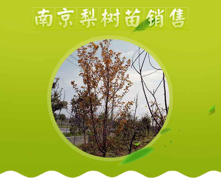 梨樹，報(bào)價(jià)，廠家，直銷商【南京萬博花卉園蘇進(jìn)銀杏果樹盆景經(jīng)銷處】