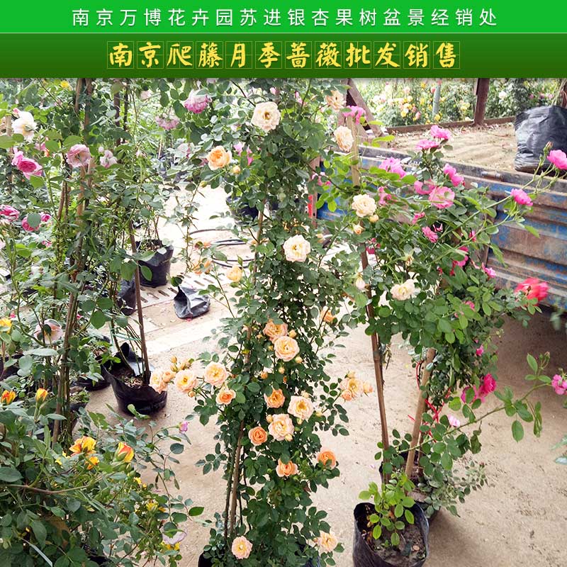 爬藤月季圖片/爬藤月季樣板圖 (4)