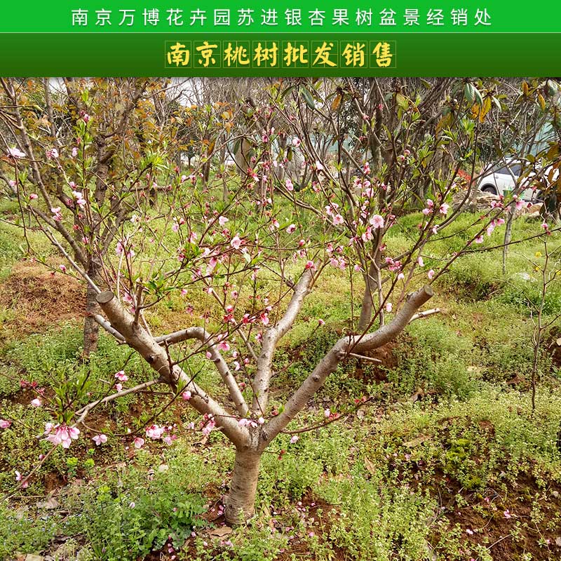 桃樹(shù)苗圖片/桃樹(shù)苗樣板圖 (4)