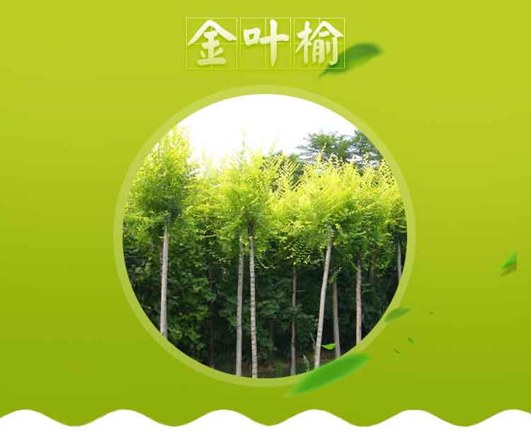 金葉榆基地圖片