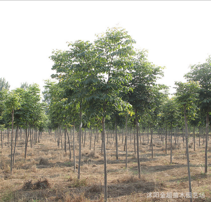 欒樹圖片/欒樹樣板圖 (2)