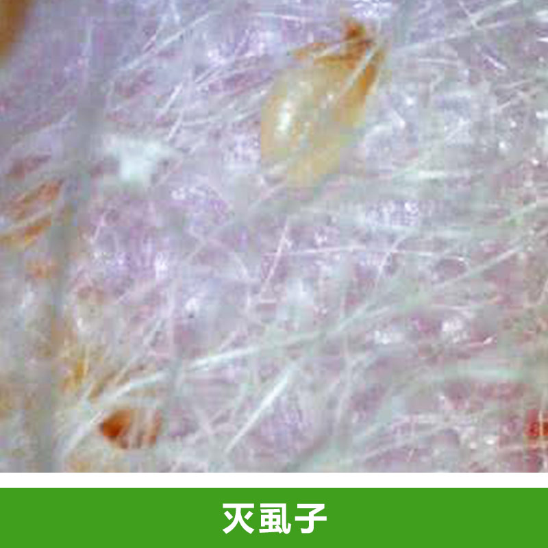 除蟲公司圖片/除蟲公司樣板圖 (4)
