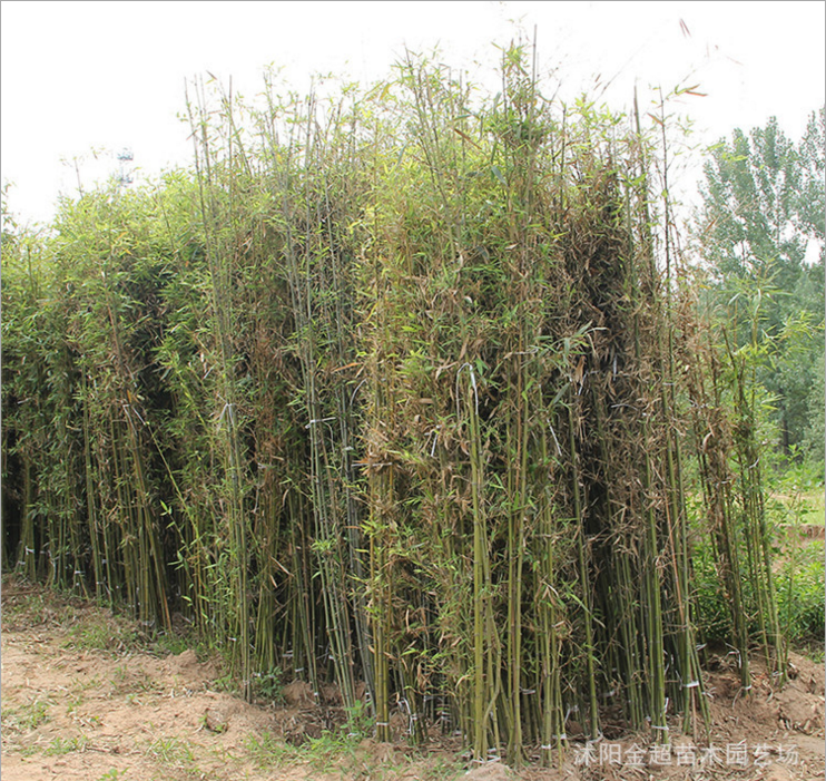 基地直销竹类植物 青竹苗 淡竹 规格品种全 青皮竹子 四季常青图片