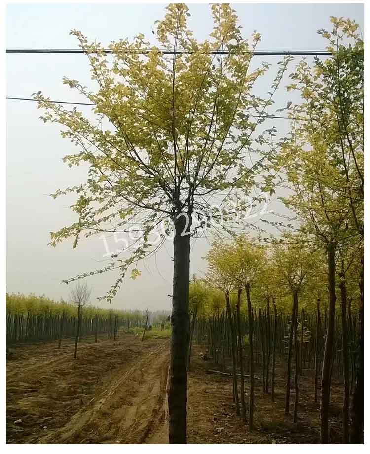 金葉榆圖片/金葉榆樣板圖 (3)