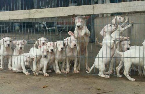 纯种猎犬杜高犬比特犬卡斯罗价格图片