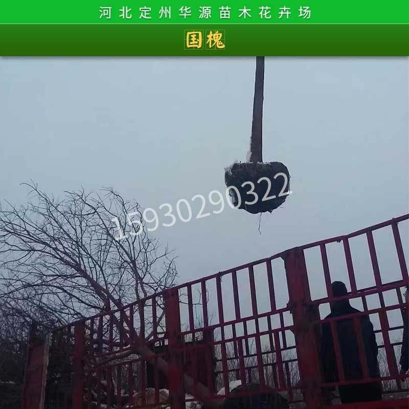 國(guó)槐樹(shù)苗圖片