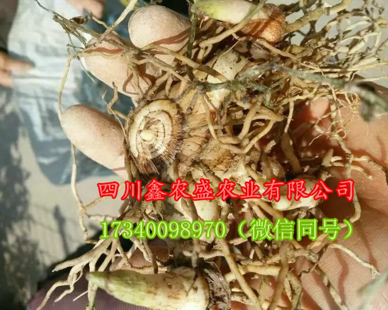 成都市白芨 白及厂家供应白芨种子、白芨种苗、白芨种块茎，包技术，包回收！ 白芨 白及