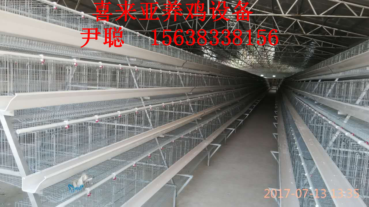 蛋雞籠圖片/蛋雞籠樣板圖 (4)