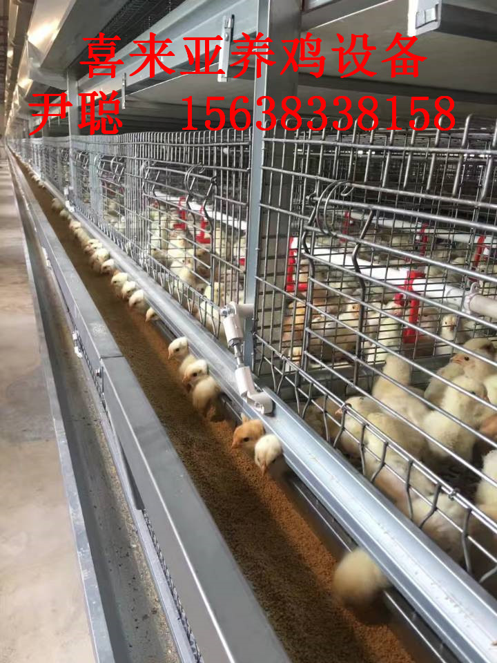 層疊式蛋雞籠圖片/層疊式蛋雞籠樣板圖 (3)