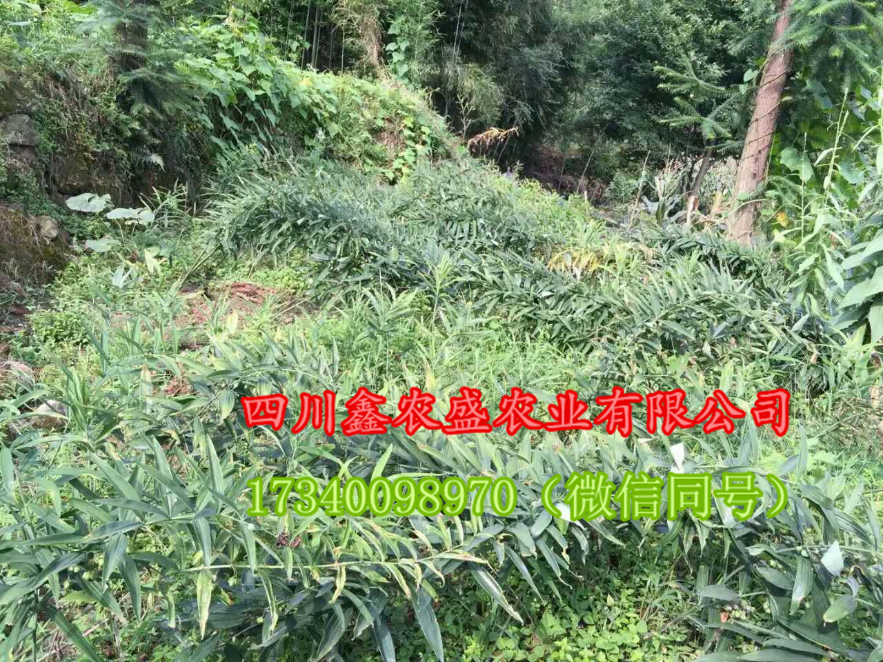 黃精圖片/黃精樣板圖 (3)