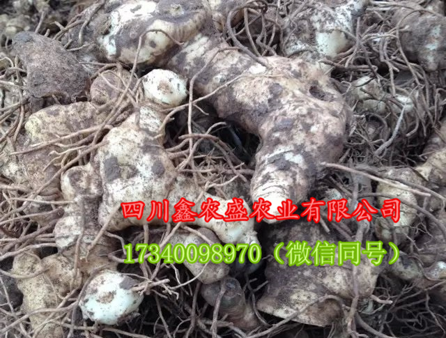 黃精圖片/黃精樣板圖 (1)