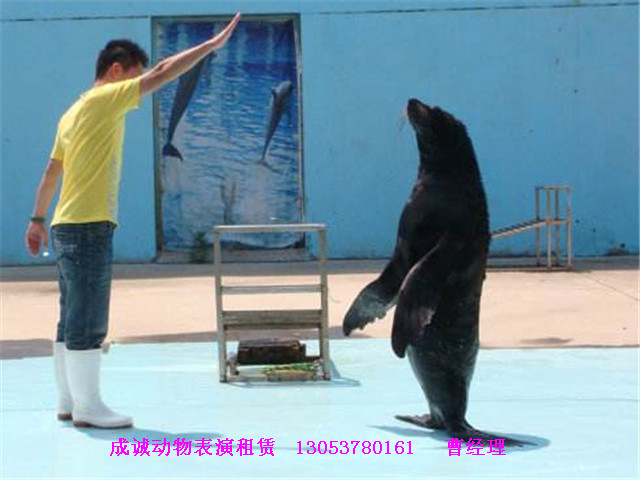 海獅圖片/海獅樣板圖 (3)