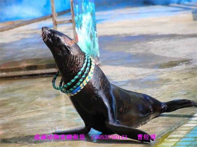 海獅圖片/海獅樣板圖 (4)