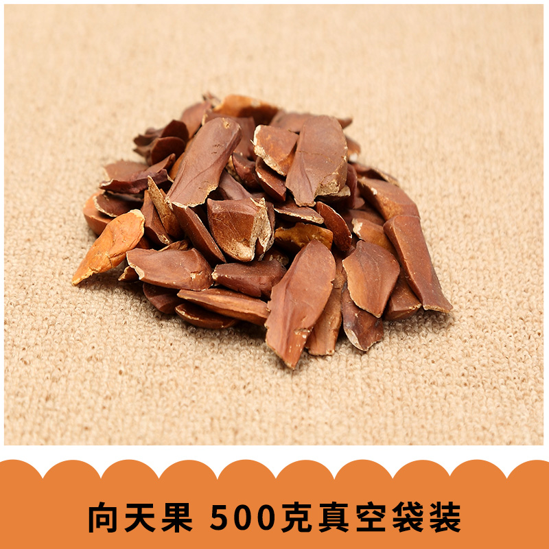 向天果圖片/向天果樣板圖 (4)