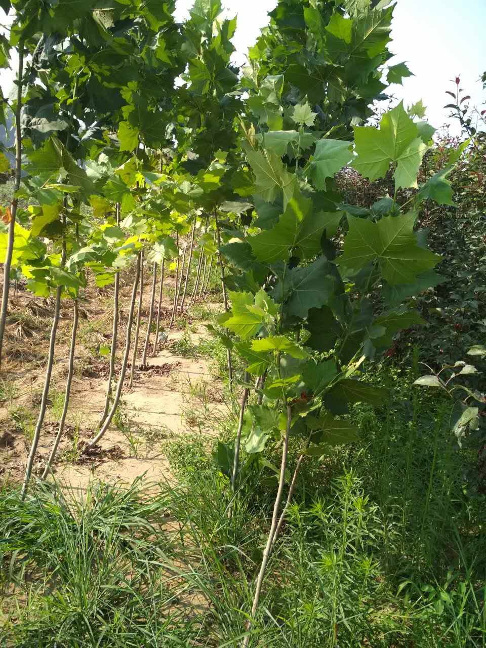 法桐樹(shù)苗圖片/法桐樹(shù)苗樣板圖 (4)