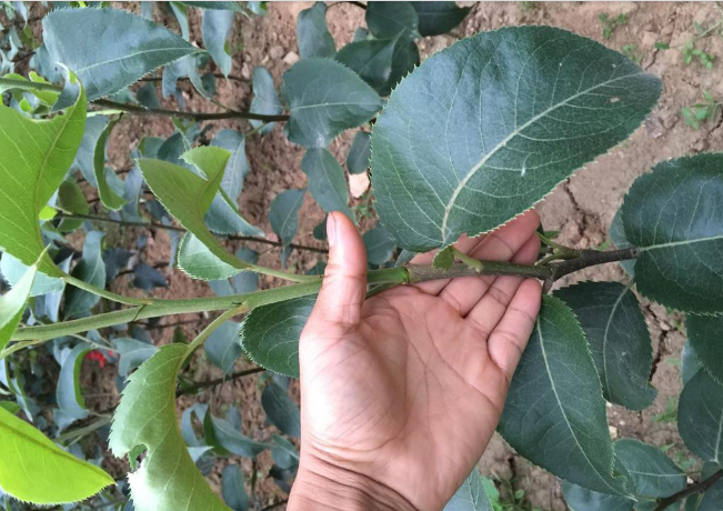 梨樹苗圖片/梨樹苗樣板圖 (3)