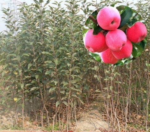 蘋果樹苗圖片/蘋果樹苗樣板圖 (2)
